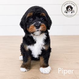 Piper - Tri-color female Bernedoodle puppy in Greenville, Texas from Doodles of Promise