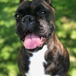 Violet - Boxer