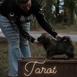 Neapolitan Mastiff and Tibetan Mastiff Puppies from Carolina Coastal Mastinos