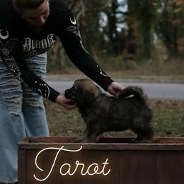Neapolitan Mastiff and Tibetan Mastiff Puppies from Carolina Coastal Mastinos