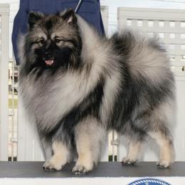 Keeshond All Grown Up from Geatland Keeshonden
