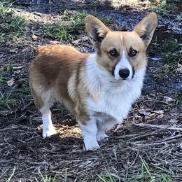 Pembroke Welsh Corgis from Brandee Moody