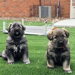 Shiloh Shepherd puppies from Echo Shilohs