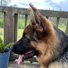 Lucka - German Shepherd