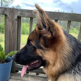 Lucka - German Shepherd