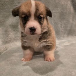 No Collar Male - Red male Pembroke Welsh Corgi puppy in Tenino, Washington from LoneStar Corgis NW