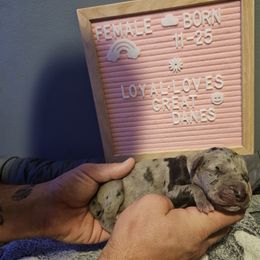 Girl 3 - Merle Great Dane puppy in Ohio from Loyal-Loves Great Danes