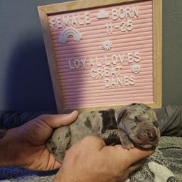 Girl 3 - Merle Great Dane puppy in Ohio from Loyal-Loves Great Danes