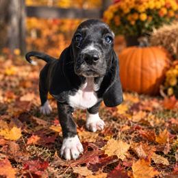 Rhaenyra - Black and white female Basset Hound puppy in Valley, Washington from Enchanted Valley Paws