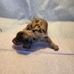 Girl 1 - Dapple female Dachshund puppy in Coweta, Oklahoma from Adney Acres Dauchshunds