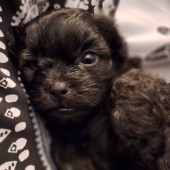 Ash - Brindle male Mal-Shi puppy in Apollo Beach, Florida from Gemstone Exclusive Pups of Florida