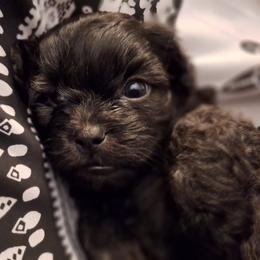 Ash - Brindle male Mal-Shi puppy in Apollo Beach, Florida from Gemstone Exclusive Pups of Florida