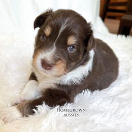 Australian Shepherd Puppies from HomeGrown Aussies