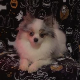 Diamond - Pomeranian