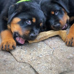 Rottweiler Puppies from Alpha Co. Rottweilers