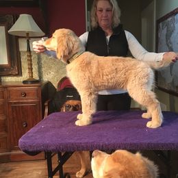 Girl 4 - Golden Retriever puppy in Calhoun, Georgia from Raya Golden Retrievers