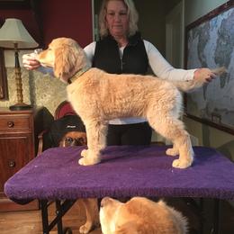 Girl 4 - Golden Retriever puppy in Calhoun, Georgia from Raya Golden Retrievers