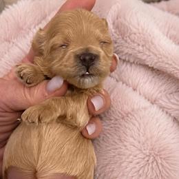 Girl 2 - Cafe au lait female Maltipoo puppy in San Diego, Temecula, Ontario, California from Yorkie & Maltese Royalty