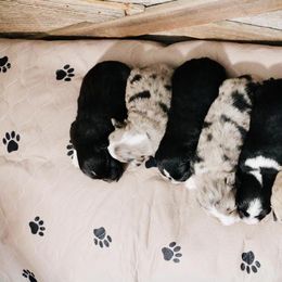 Miniature Australian Shepherd Puppies from Broken T Australian Shepherds