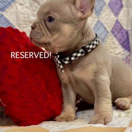 Archie - Liver male French Bulldog puppy in Paso Robles, California from Laurelwood Frenchies CA
