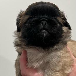 Full AKC Male 3 - Fawn sable male Pekingese puppy in Hustontown, Pennsylvania from Triple I Pekes