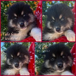 Tala - Black and white female Pomsky puppy in Riverside, California from LittleLoyalzLLC