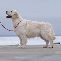 Ozzy - Golden Retriever