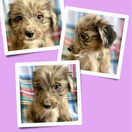 Pearl - Merle female Golden Aussiedoodle puppy in Bluefield, Virginia from Love on a Leash