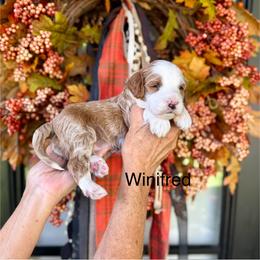 Winifred Sanderson - Red  female Goldendoodle puppy in Springville, Utah from JW Doodles