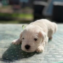 Howie - White male Miniature Schnauzer puppy in Brownwood, Texas from Texas Dreams Mini Schnauzers