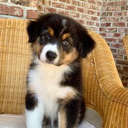 AKC Dixie - Black tri-color female Australian Shepherd puppy in Zeeland, Michigan from Apple Ridge AKC Aussies