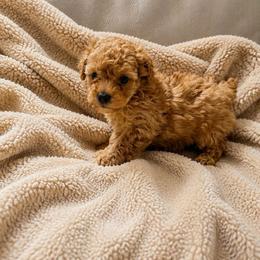 Luna - Apricot female Poodle puppy in Auburn, Georgia from Southern Poodles