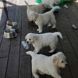 Golden Retriever Puppies from Golden Meadows