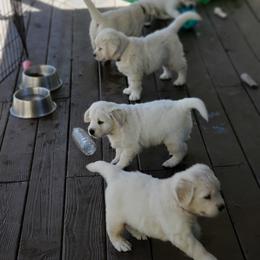 Golden Retriever Puppies from Golden Meadows