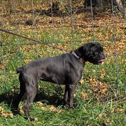 Roxy - Boxer