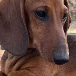 Dachshunds from Hidden Cedars AKC mini dachshunds