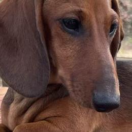 Dachshunds from Hidden Cedars AKC mini dachshunds