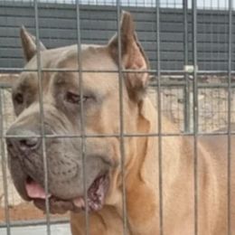 Cane Corso from Icon Cane Corso