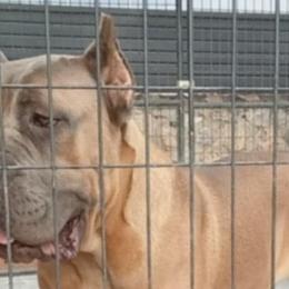Cane Corso from Icon Cane Corso