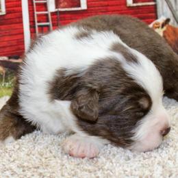 Red Tri - Red tri male Miniature Australian Shepherd puppy in Ronan, Montana from Dirt Road Aussie’s of Montana