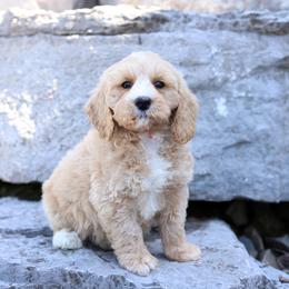 Bodie - Cream male Australian Labradoodle puppy in Williamstown, New York from Lewis Manor Labradoodles