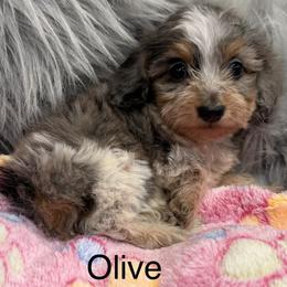 Olive - Dapple female Dachshund puppy in Cabool, Missouri from Dachshund's of Country Magic Farms in Missouri