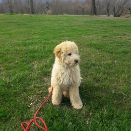 Assorted Doodle Crosses Puppies from Southern Star Goldendoodles