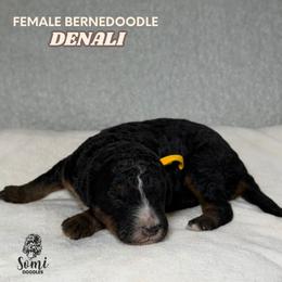 Denali (Yellow Collar) - Tri-color female Bernedoodle puppy in Palmetto Bay, Florida from SOMIDOODLES