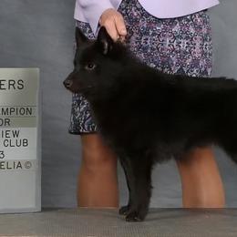 Schipperke All Grown Up from Safari Schipperkes