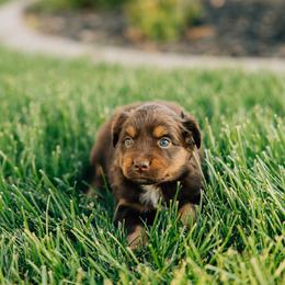 Baby Ruth - Red tri female Miniature Australian Shepherd puppy in Enoch, Utah from Twisted H Aussies