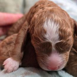 Boy 5 - Red male Cavapoo puppy in Knoxville, Tennessee from Shannan's Cavapoos