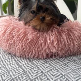 Polly - Blue and gold female Yorkshire Terrier puppy in De Motte, Indiana from Narnian Yorkies