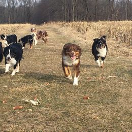 Australian Shepherd Puppies from Cottage Farm Aussies