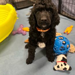 Orange Collar - Black male Poodle puppy in Chino Valley, Arizona from Whiskey Row Royals